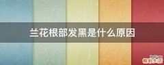 兰花根部发黑是什么原因