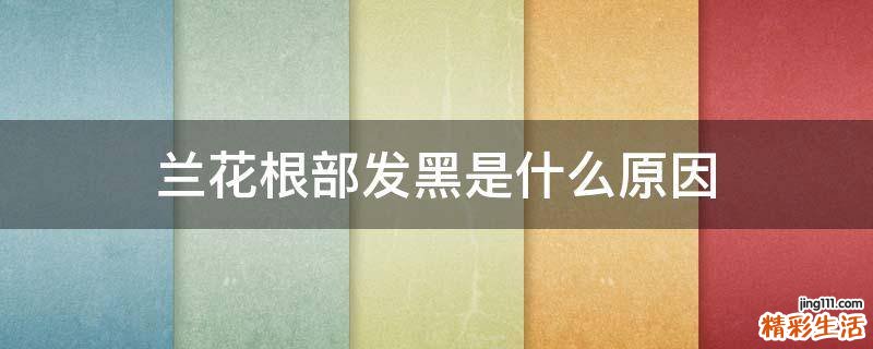 兰花根部发黑是什么原因