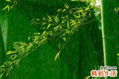 引水蕉