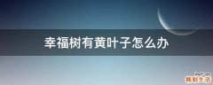 幸福树有黄叶子怎么办