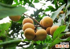 吃龙眼能治失眠吗 这样吃让你远离失眠