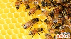 蜂蜜和龙眼可以同吃吗 蜂蜜不可以和什么同食