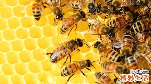 蜂蜜和龙眼可以同吃吗 蜂蜜不可以和什么同食