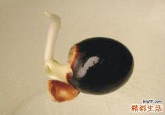 桂圆发芽了还能吃吗