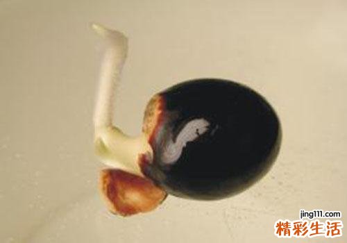 桂圆发芽了还能吃吗