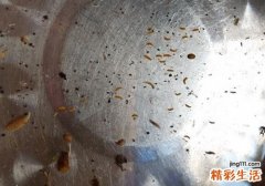 桑葚里面有虫子吗