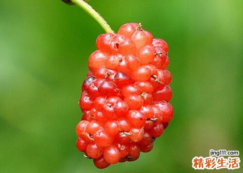吃桑葚的坏处