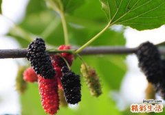 坐月子能吃桑葚吗