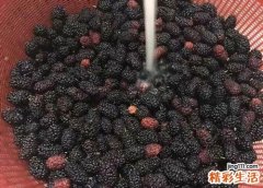 桑葚的营养价值