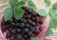 吃桑葚有什么好处 没想到桑葚的营养竟然堪比阿胶