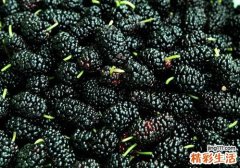 桑葚冷冻后还可以吃吗 桑葚冷冻之后有什么改变