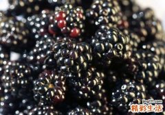 桑葚吃多了会流鼻血吗 什么人吃桑葚多了会流鼻血
