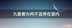 九里香为何不宜养在室内