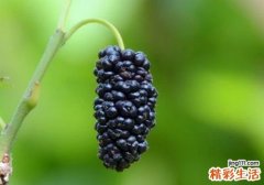 桑葚来月经可以吃吗 能吃多少？吃多了有什么影响？