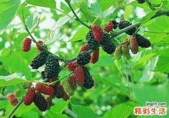 桑葚性寒吗