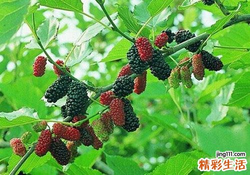 桑葚性寒吗
