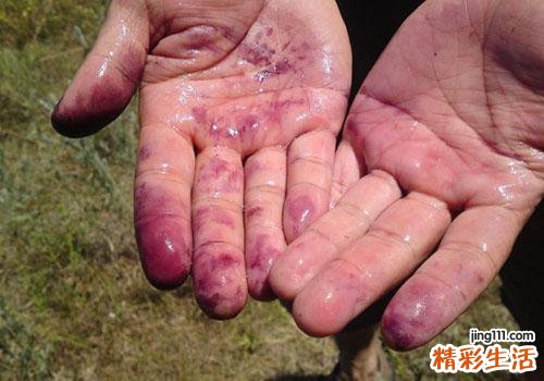桑葚掉色正常吗