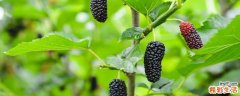 桑葚为什么可以补肾 桑葚和枸杞哪个补肾效果好