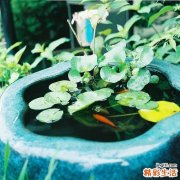 扔巴鱼的吃法_哪些人不能吃扔巴鱼