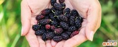 桑葚儿童可以吃吗 桑葚不适合哪些人吃
