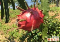 火龙果减肥怎么吃 这么吃让你嗖的一下就瘦下去了