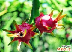 一天只吃火龙果可以减肥吗