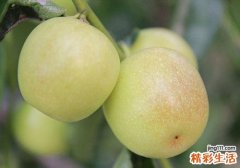 冬枣发胖吗