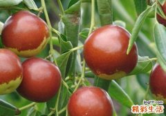 冬枣上火吗