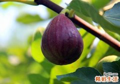 无花果熬水喝治拉肚子吗 无花果治拉肚子的原因