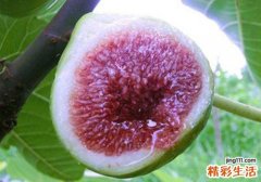 无花果糖尿病人可以吃吗 无花果糖尿病人吃多了会怎么样