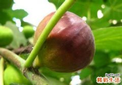 无花果泡酒的功效与作用