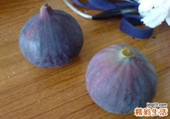 无花果糖尿病可以吃吗