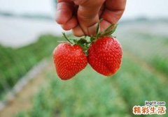 吃草莓容易过敏吗