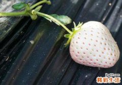菠萝莓的营养价值