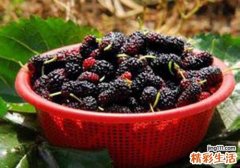 花青素含量高的水果