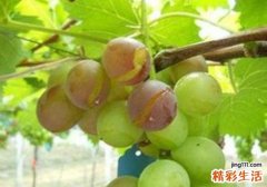 葡萄为什么会裂开