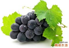 黑加仑是葡萄吗