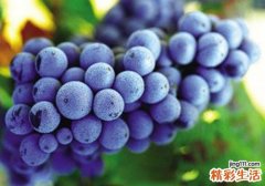葡萄皮上的白霜是什么 葡萄皮白色的是什么