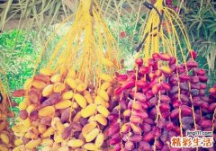 无籽葡萄孕妇能吃吗