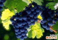 无籽葡萄是转基因吗