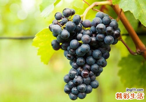 吃葡萄有什么好处 关于葡萄的，赶紧看，别说我没告诉你哦！
