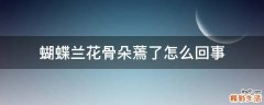 蝴蝶兰花骨朵蔫了怎么回事