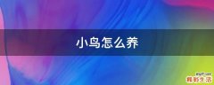小鸟怎么养