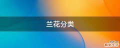 兰花分类