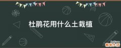 杜鹃花用什么土栽植