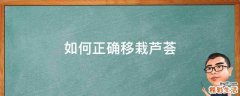 如何正确移栽芦荟