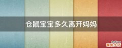 仓鼠宝宝多久离开妈妈