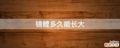 锦鲤多久能长大