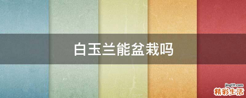 白玉兰能盆栽吗
