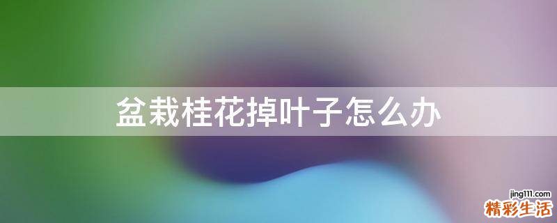 盆栽桂花掉叶子怎么办